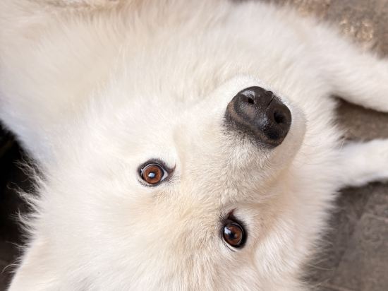 香格里拉實力希爾頓花園飯店優惠