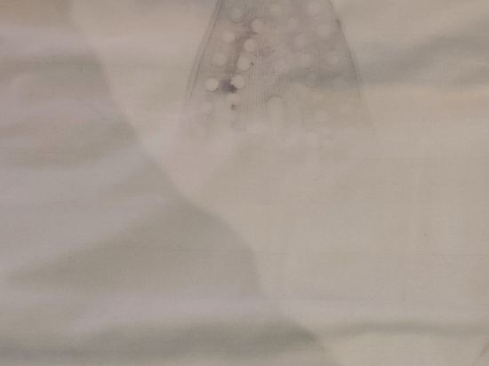 阿媽羅薩豪華酒店優惠