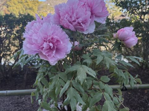 JR東日本鎌倉大船METS飯店優惠