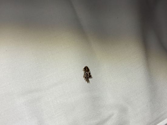 獨立普林西比真實青年旅館優惠