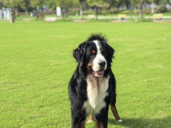 莫幹山諾富特酒店優惠
