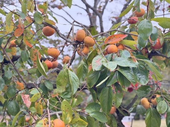 日航國際酒店優惠