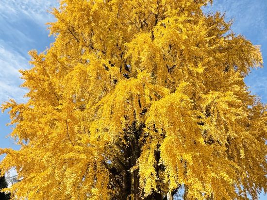 ホテルユニゾ博多駅博多口 クーポン