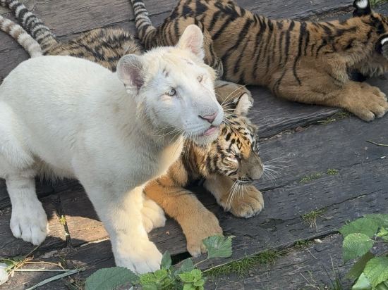 長隆酒店（廣州長隆野生動物世界店）優惠