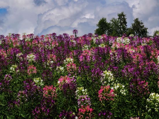 富良野リゾートホテル エーデルヴェルメ クーポン