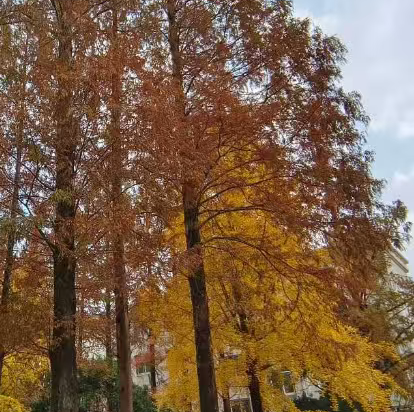 杭州西湖武林廣場蘭歐國際飯店優惠