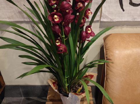 きぐすりや クーポン