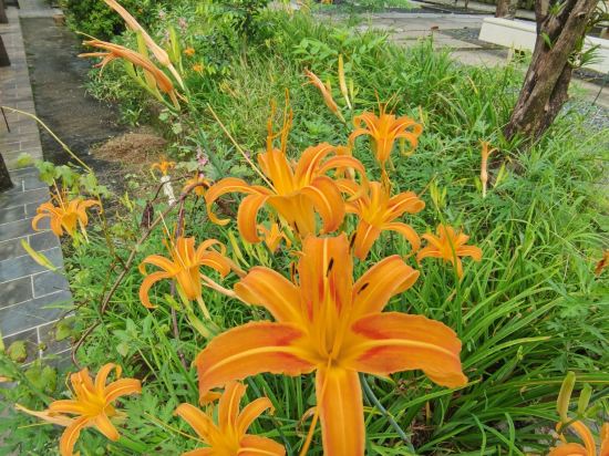 廣州從化聚城山莊優惠