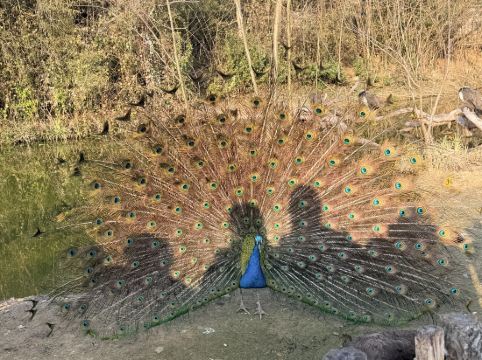 南京紫清湖温泉度假酒店優惠