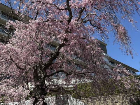 兵衛向陽閣 クーポン