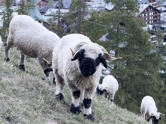 阿爾夫貝爾酒店優惠