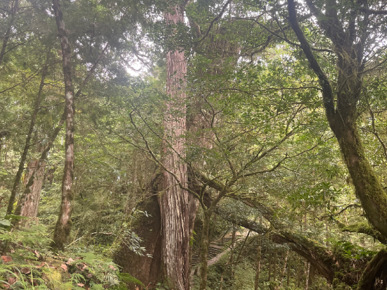 宜蘭大同明池山莊（明池森林遊樂區）優惠