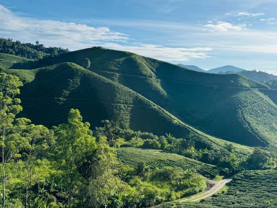 太平金輝酒店優惠