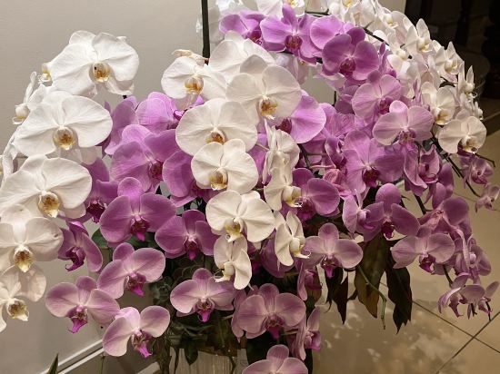 海之星度假飯店優惠