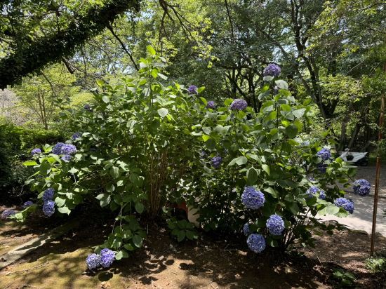 伊豆一碧湖レイクサイドテラス　（旧　紀州鉄道伊豆一碧湖ホテル） クーポン