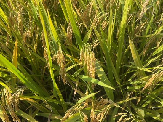 雲浮迎賓館優惠