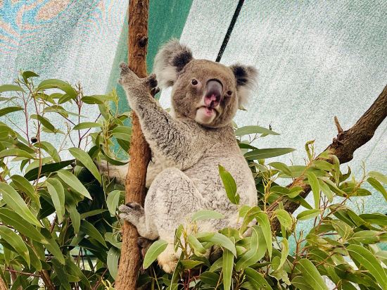 阿爾提莫酒店優惠
