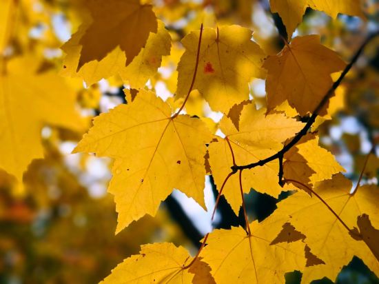 貝斯特韋斯特札幌大通公園飯店優惠