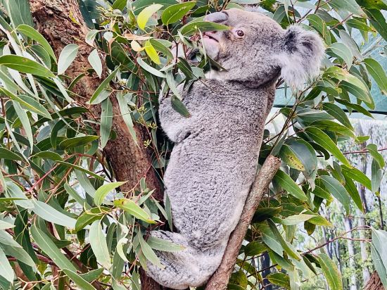 阿爾提莫酒店優惠