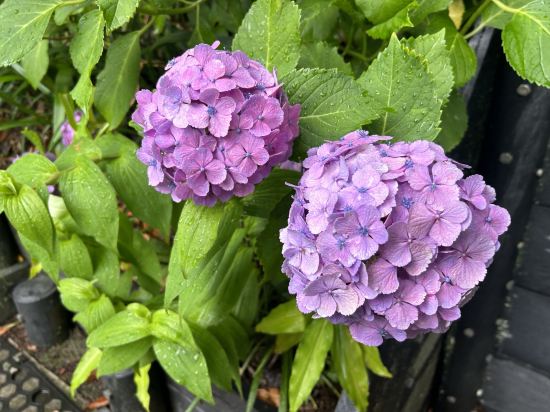 ホテル 現代楽園 伊勢原店 - 大人限定 クーポン