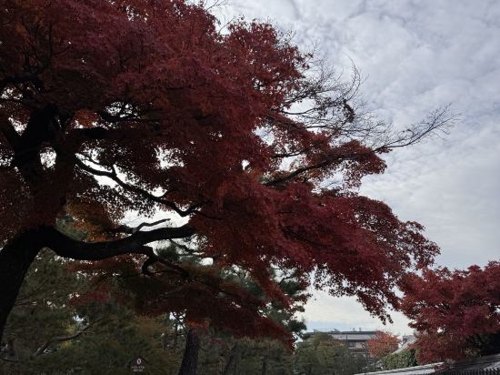 京都寺町通萊夫瑪克思酒店優惠
