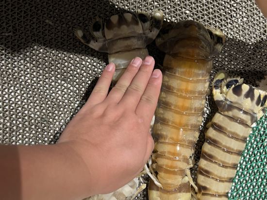 仙本那西巴丹酒店 2優惠