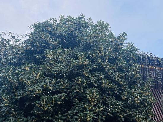 南京玄武湖假日飯店優惠