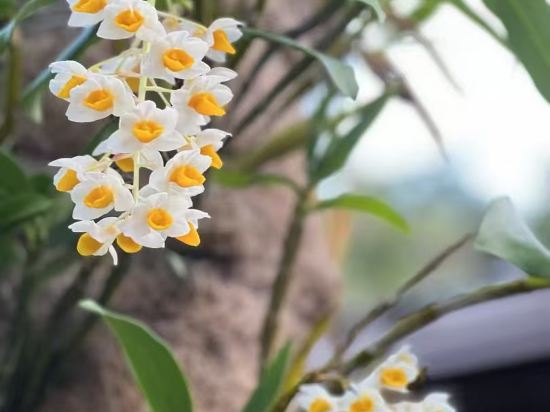 廈門海悅山莊飯店優惠