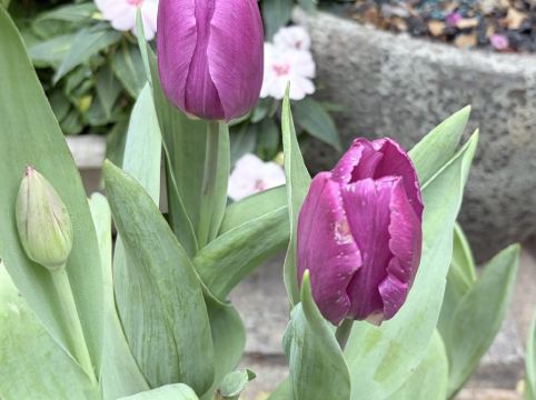 深圳6號花園酒店優惠