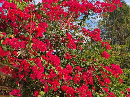 深圳光明中集行政飯店優惠