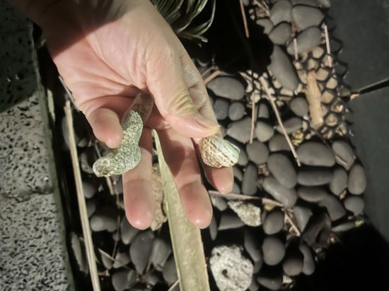 三亞蜈支洲島珊瑚酒店木屋優惠