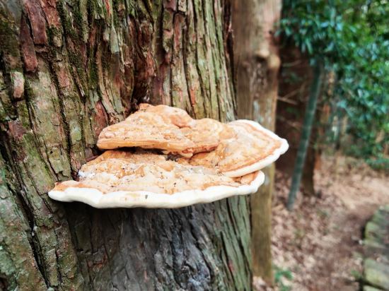和歌山第1富士飯店優惠