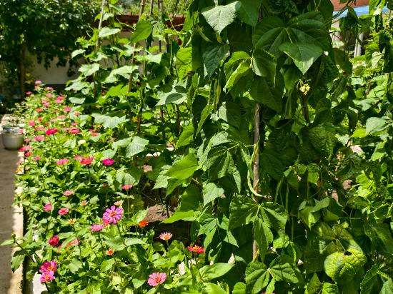 多倫吉嘉賓館優惠