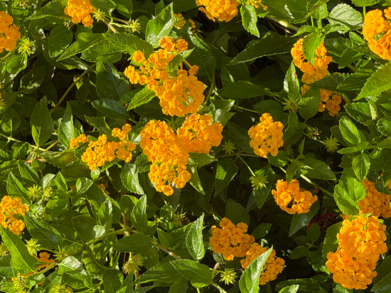 ホテルカクテルステイナハ クーポン