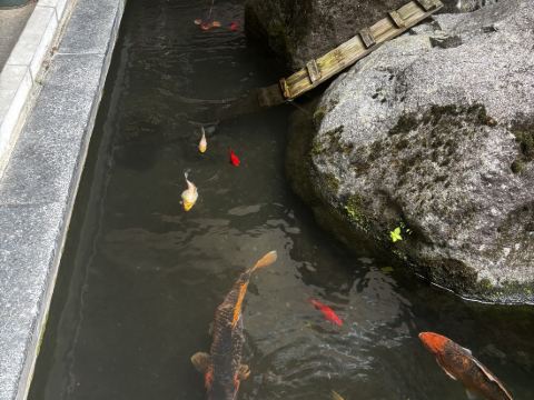 筑波山 江戸屋 クーポン