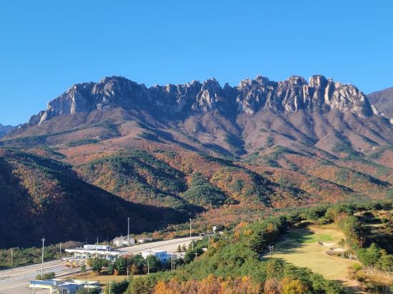소노펠리체 델피노 고성 쿠폰