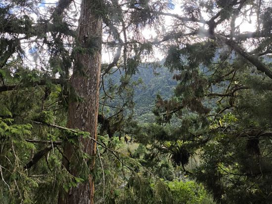 溪頭福華渡假飯店優惠