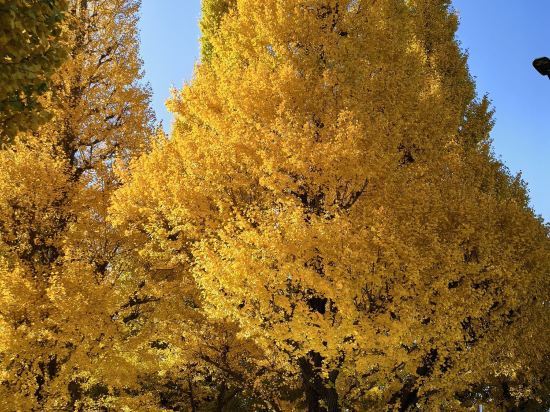 東京半藏門NEST飯店優惠