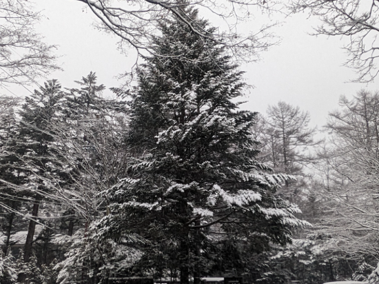 旧軽井沢 ホテル音羽ノ森 クーポン