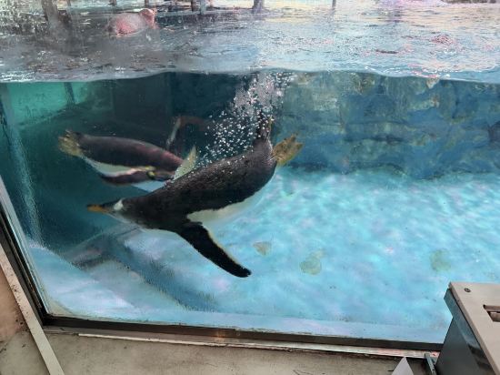 珠海長隆企鵝飯店優惠