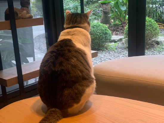 日月潭朵麗絲的家優惠