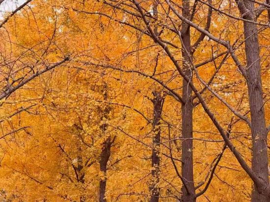 杭州西湖武林廣場蘭歐國際飯店優惠