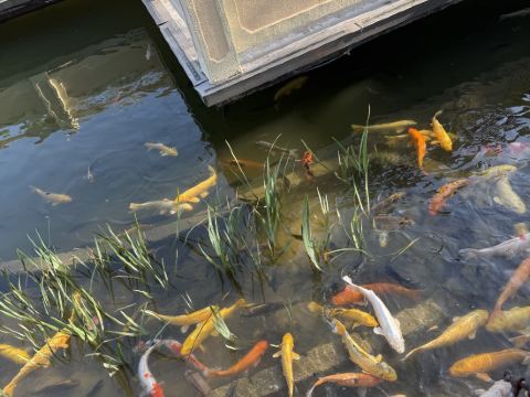 廣州碧水灣温泉度假村優惠