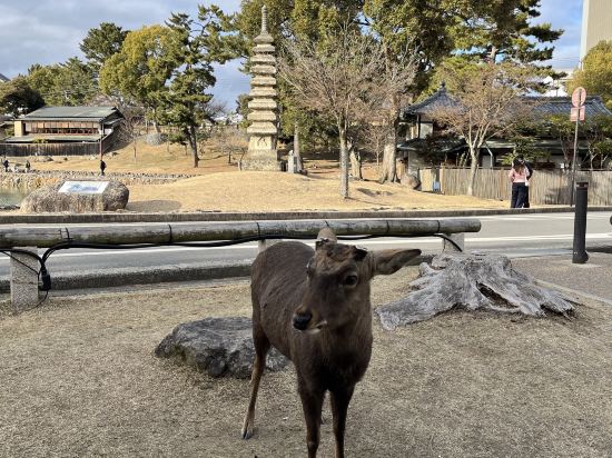 奈良県外国人観光客交流館 (奈良県猿沢イン) クーポン