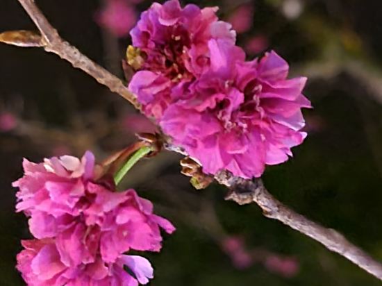 櫻花嶺渡假山莊優惠
