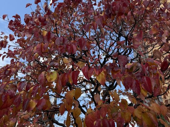 天然温泉　花蛍の湯　ドーミーインＰＲＥＭＩＵＭ京都駅前 クーポン