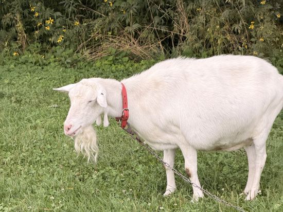 緑の風リゾート きたゆざわ クーポン
