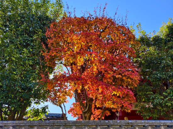 MYSTAYS 淺草橋酒店優惠