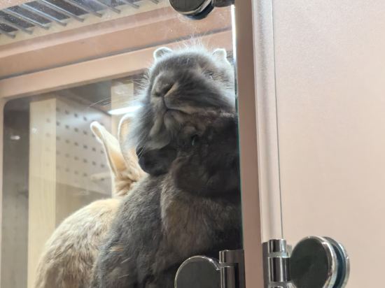 深圳桔釣沙萊華度假酒店優惠