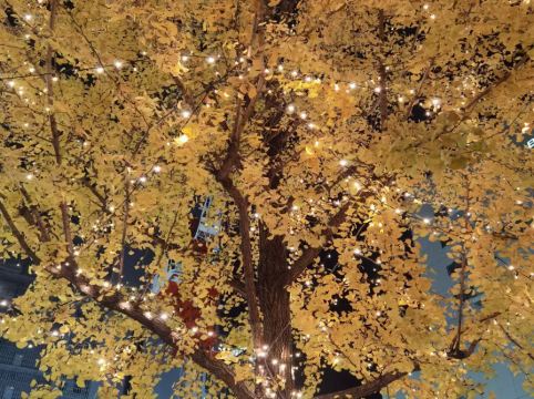 プラスワン藤崎 クーポン